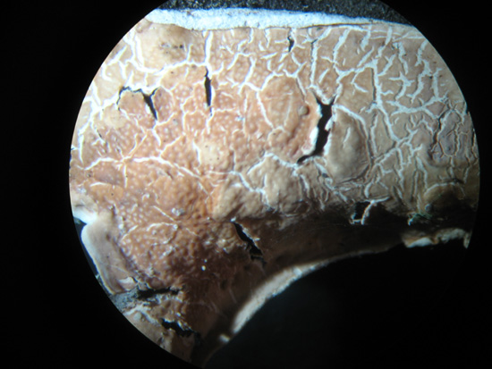 Chiedo aiuto (Byssomerulius corium)