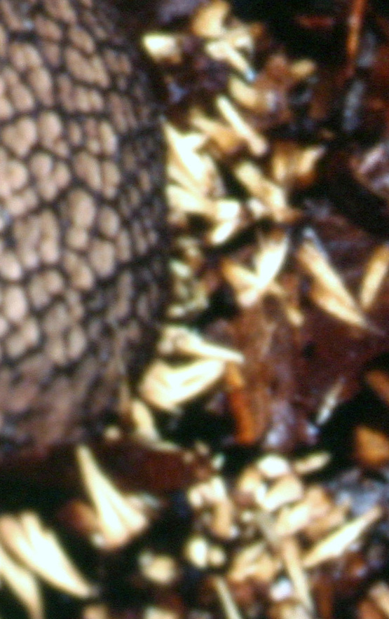 A carnevale ogni scherzo......Quiz