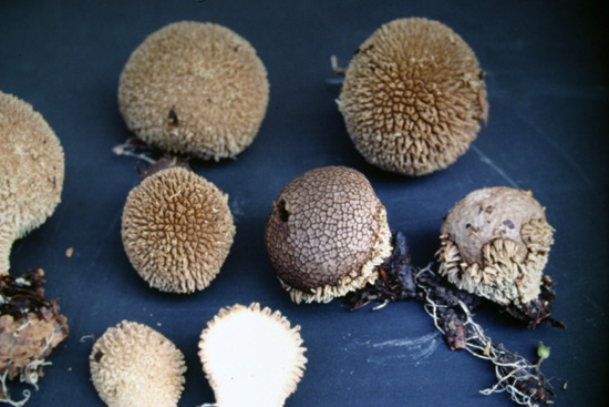 A carnevale ogni scherzo......Quiz