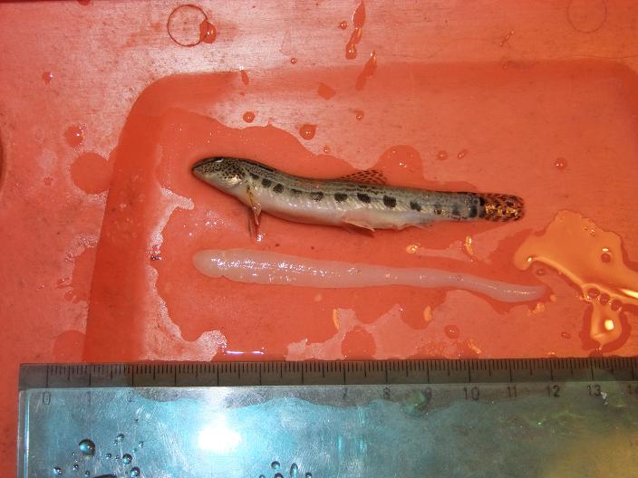 Cestoda Ligula intestinalis