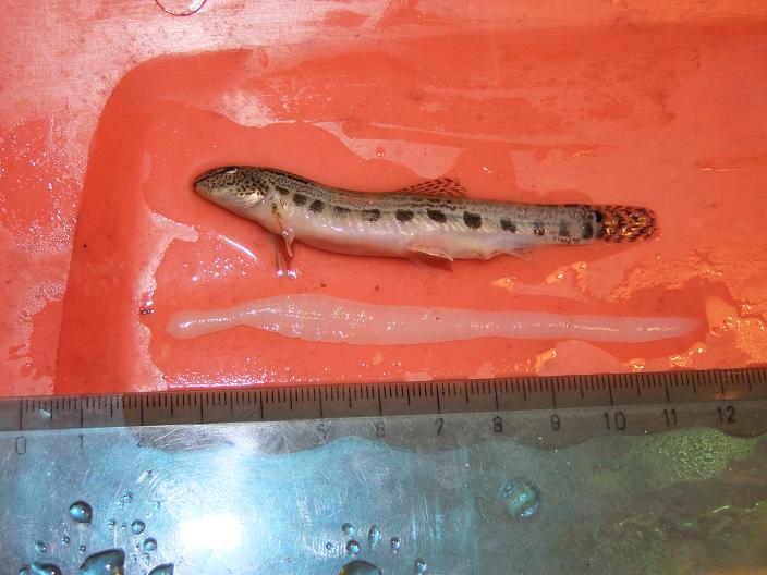 Cestoda Ligula intestinalis