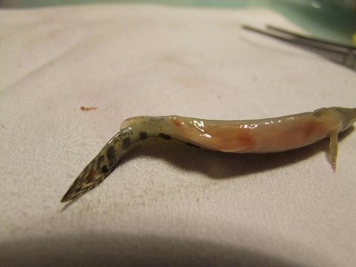 Cestoda Ligula intestinalis