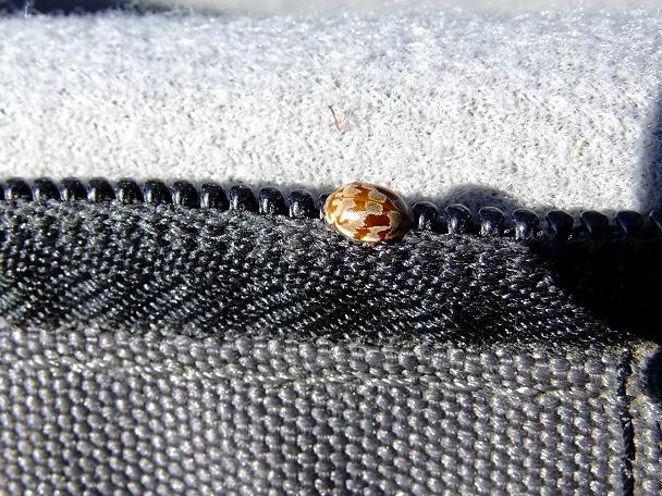 Myrrha octodecimgutttata formosa ?