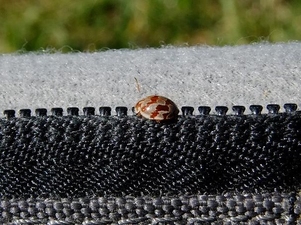 Myrrha octodecimgutttata formosa ?