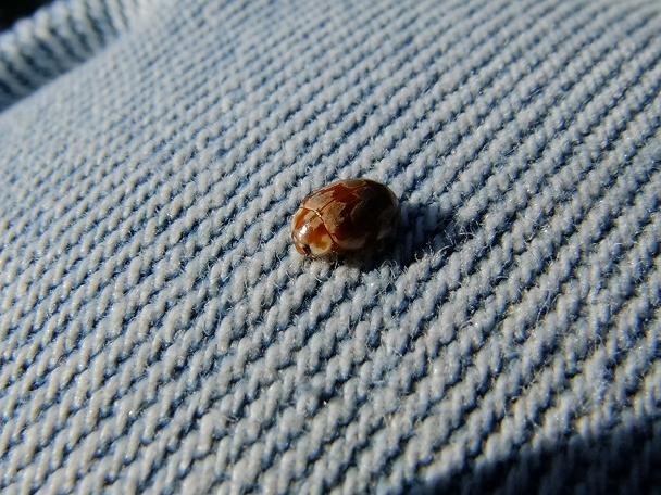 Myrrha octodecimgutttata formosa ?