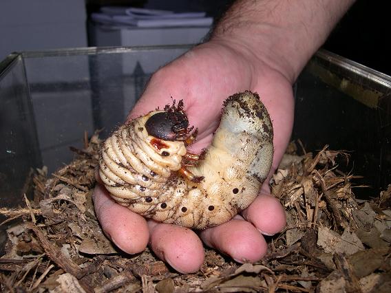 Larva di Oryctes nasicornis?