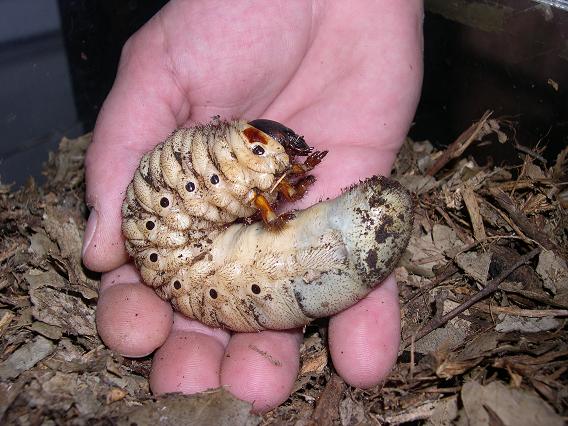 Larva di Oryctes nasicornis?