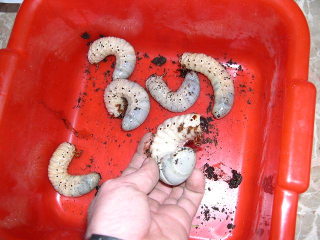 Larva di Oryctes nasicornis?