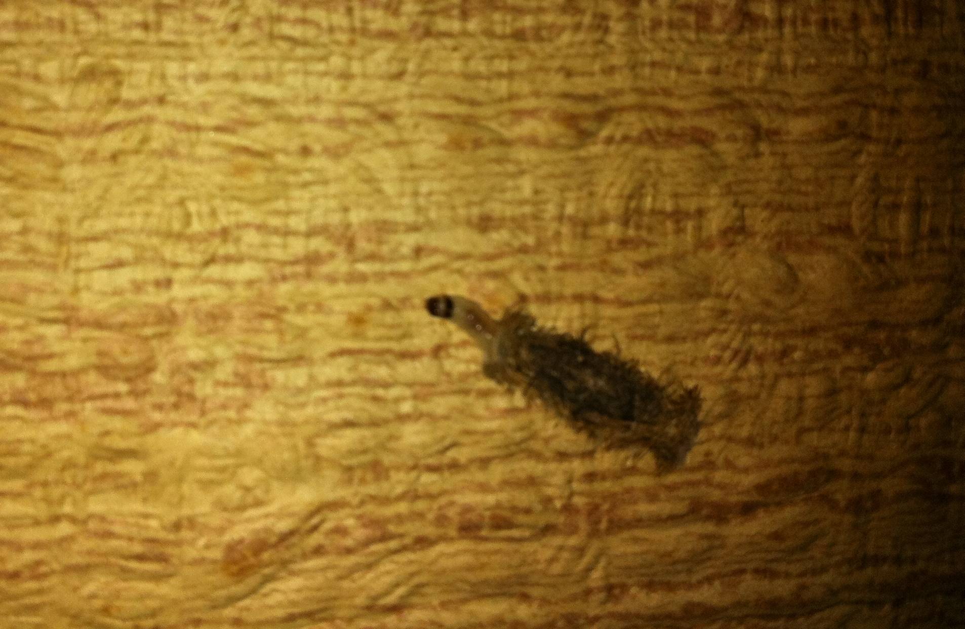 Identificazione Larva