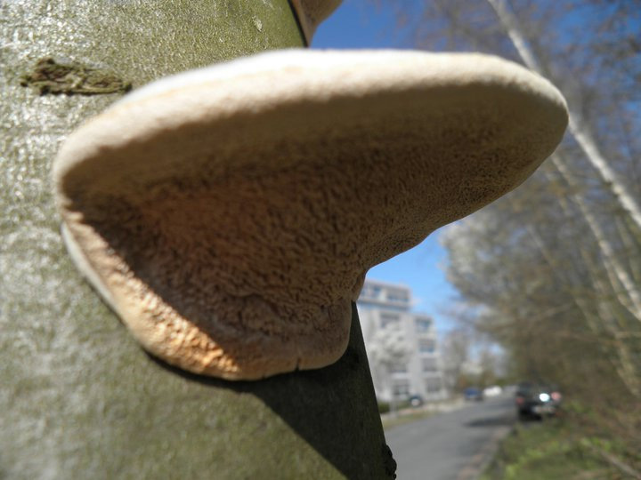 Trametes suaveolens?