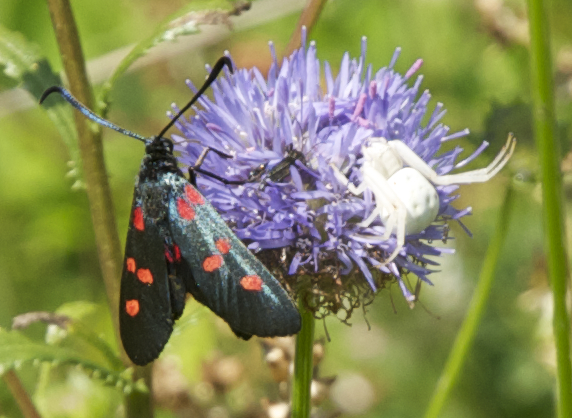 Misumena vatia