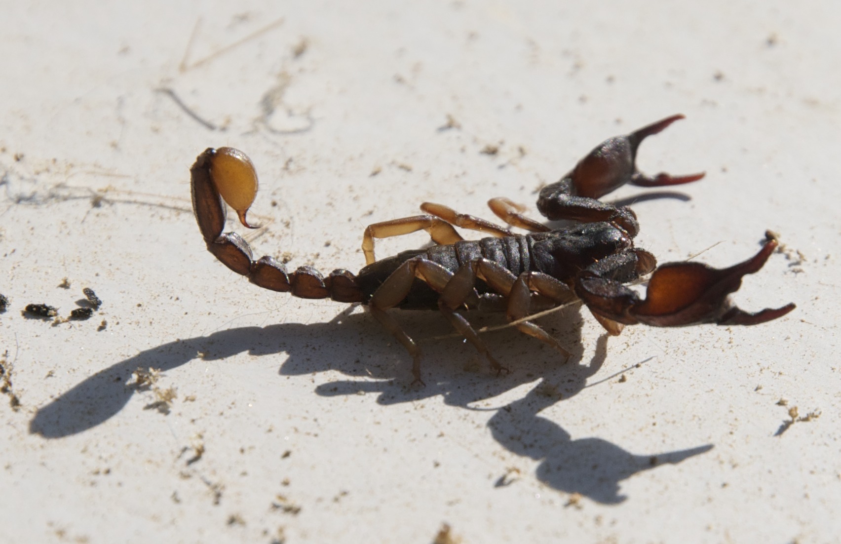 Euscorpius sp dal comune di Stella (Savona)