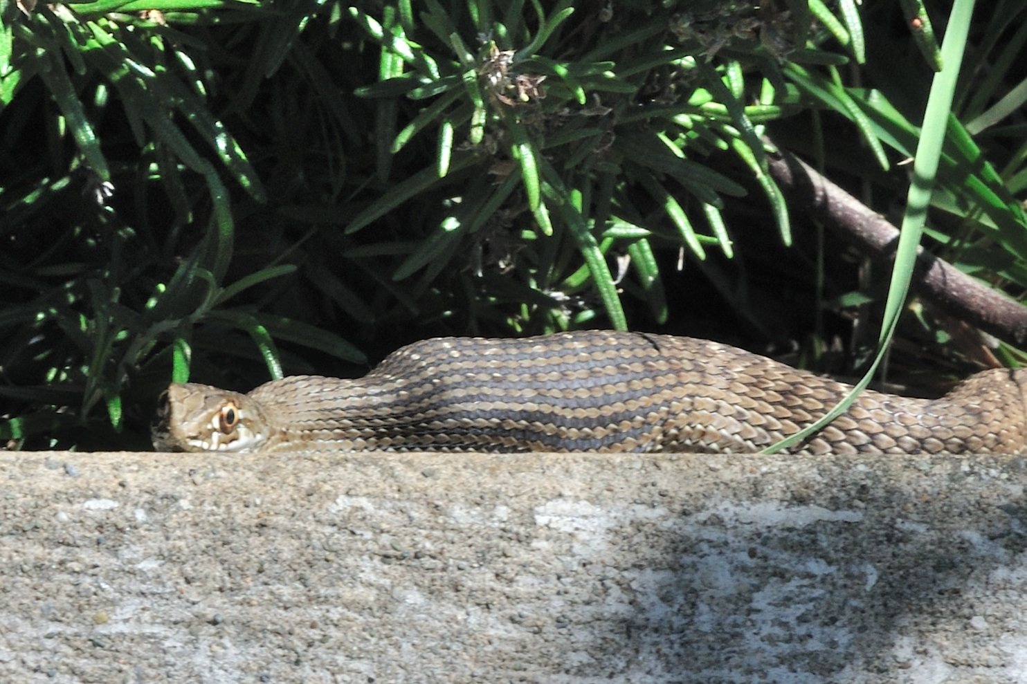 Identificazione di un serpente (Malpolon monspessulanus)