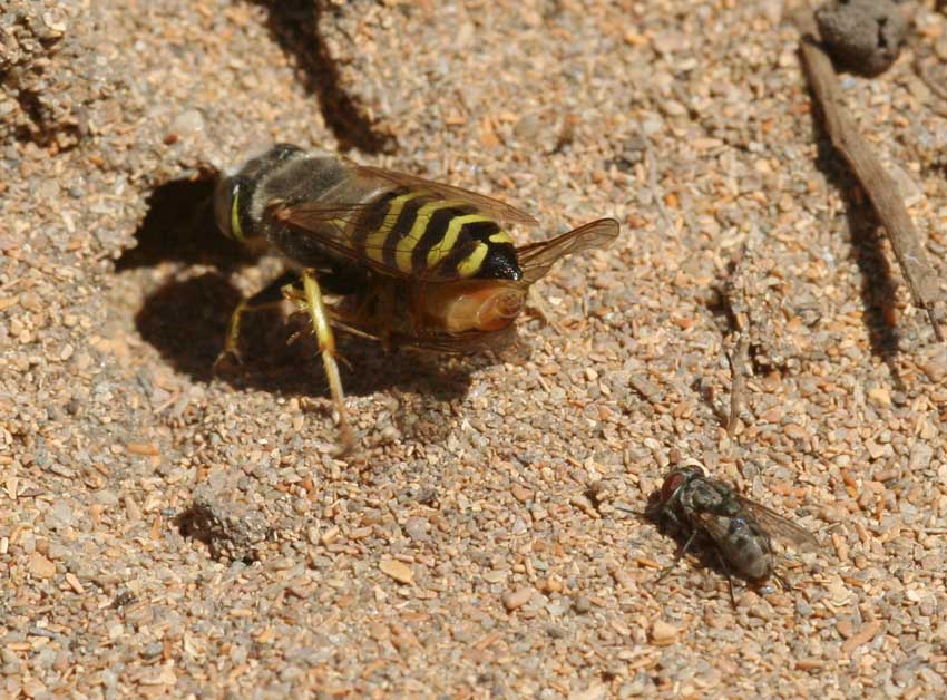 Senotainia cf albifrons (Sarcophagidae)