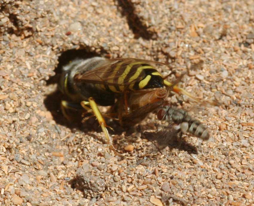 Senotainia cf albifrons (Sarcophagidae)