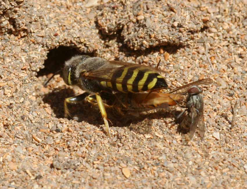 Senotainia cf albifrons (Sarcophagidae)