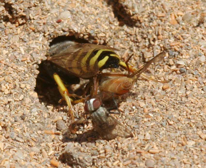 Senotainia cf albifrons (Sarcophagidae)