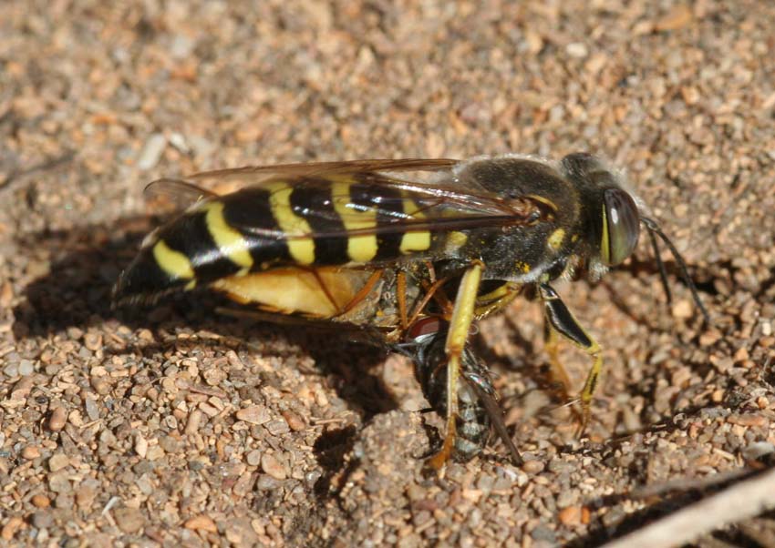 Senotainia cf albifrons (Sarcophagidae)