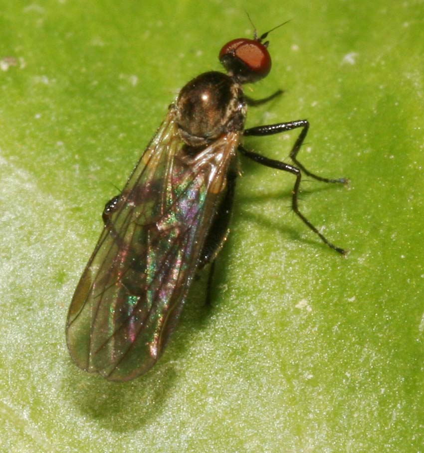 Hybos culiciformis ♀ (Hybotidae)