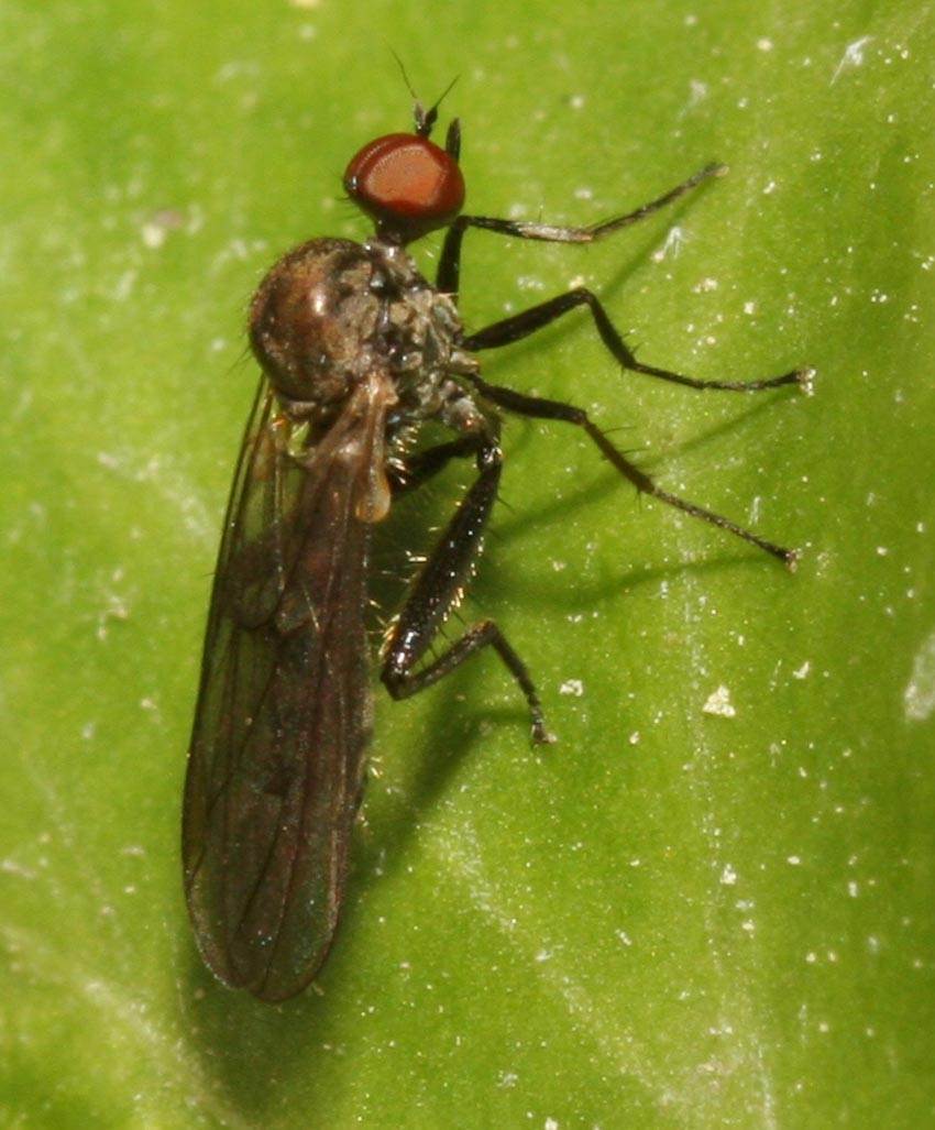 Hybos culiciformis ♀ (Hybotidae)