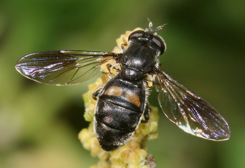 Pipiza sp. ♀ (Syrphidae).