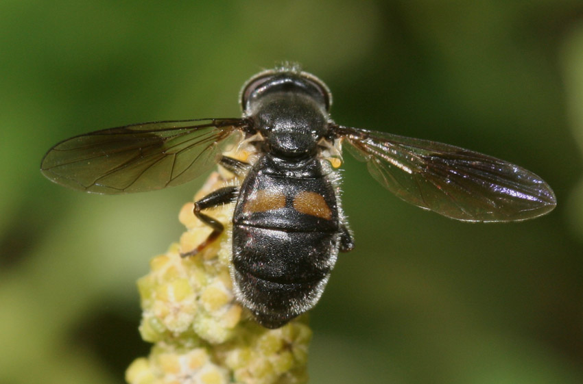 Pipiza sp. ♀ (Syrphidae).