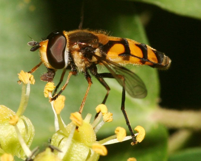 Didea fasciata ♂ e ♀ (Syrphidae).