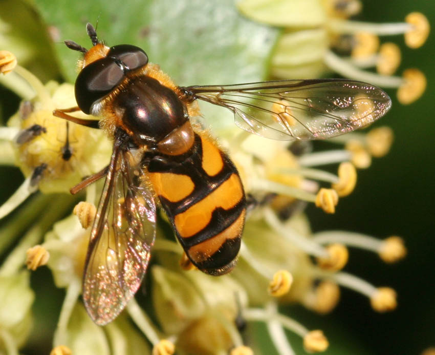 Didea fasciata ♂ e ♀ (Syrphidae).