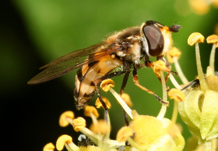 Didea fasciata ♂ e ♀ (Syrphidae).