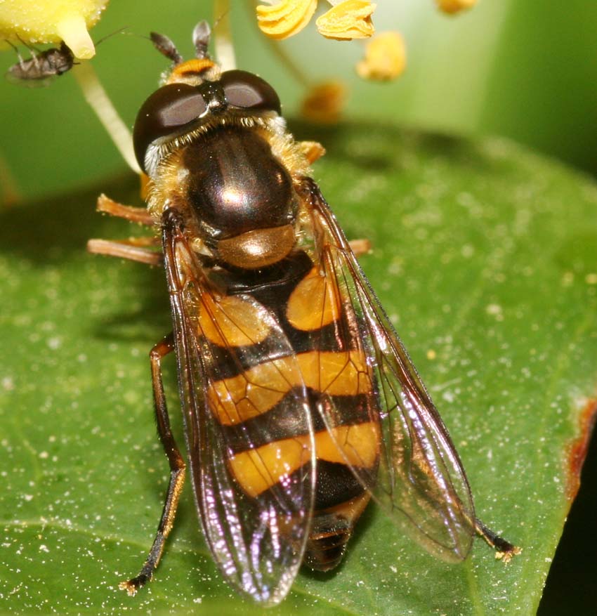 Didea fasciata ♂ e ♀ (Syrphidae).