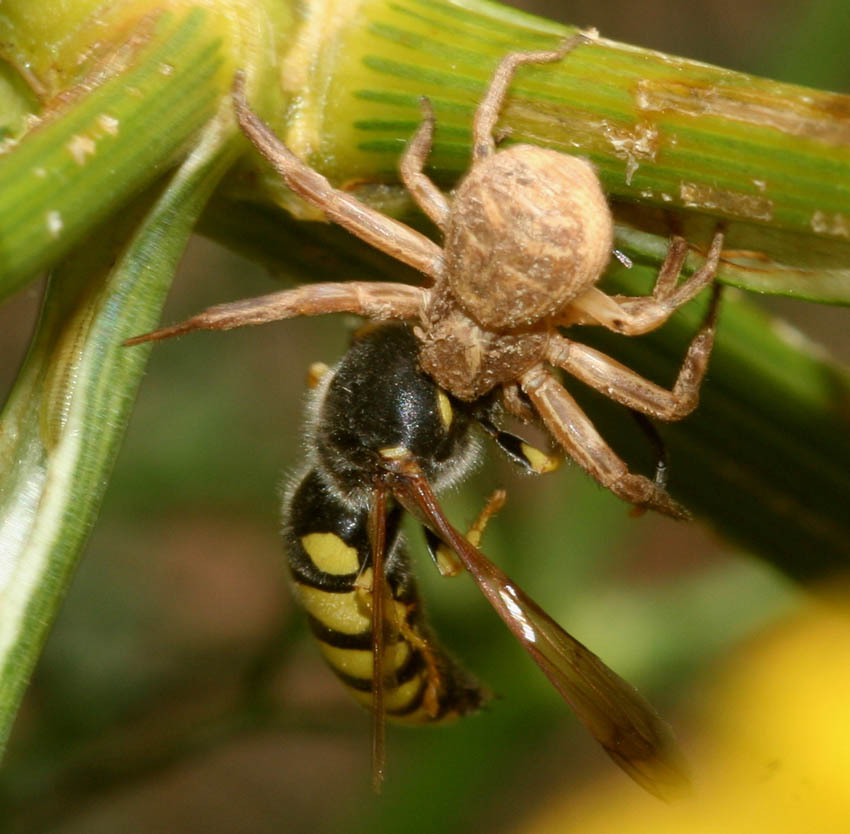 Xysticus sp. cattura Stizus fasciatus