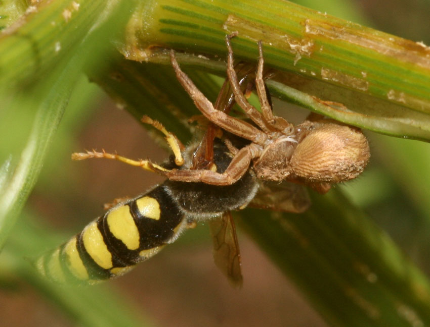 Xysticus sp. cattura Stizus fasciatus