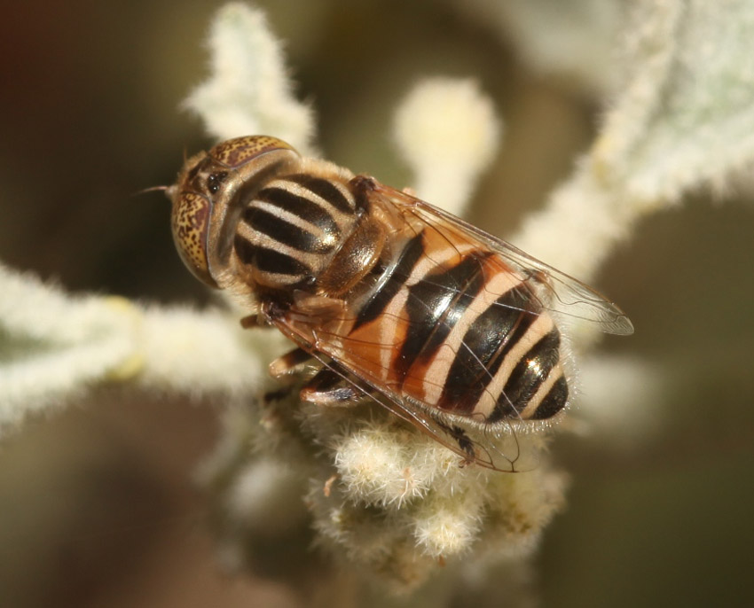 Eristalinus megacephalus ♀ e ♂ (Syrphidae)