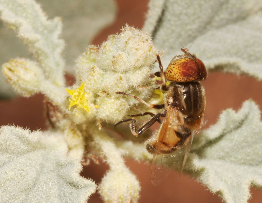 Eristalinus megacephalus ♀ e ♂ (Syrphidae)