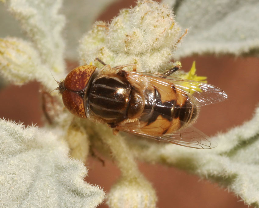 Eristalinus megacephalus ♀ e ♂ (Syrphidae)