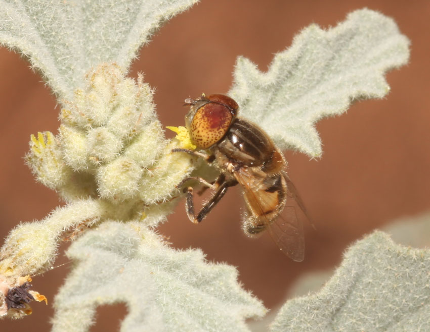 Eristalinus megacephalus ♀ e ♂ (Syrphidae)