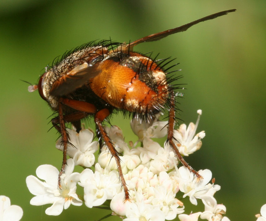 Tachina