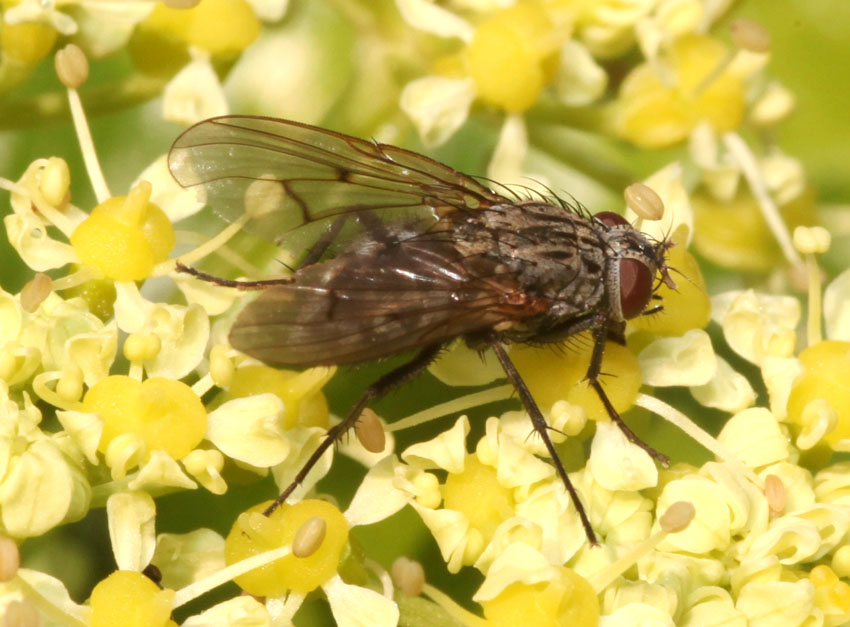 Helina evecta o annosa (Muscidae)
