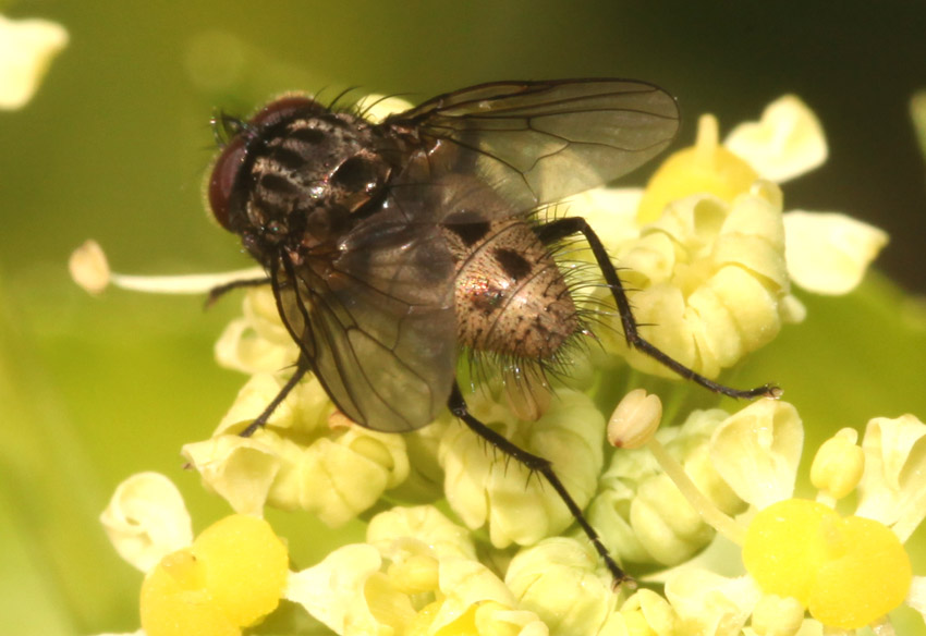 Myospila sp. (Muscidae)