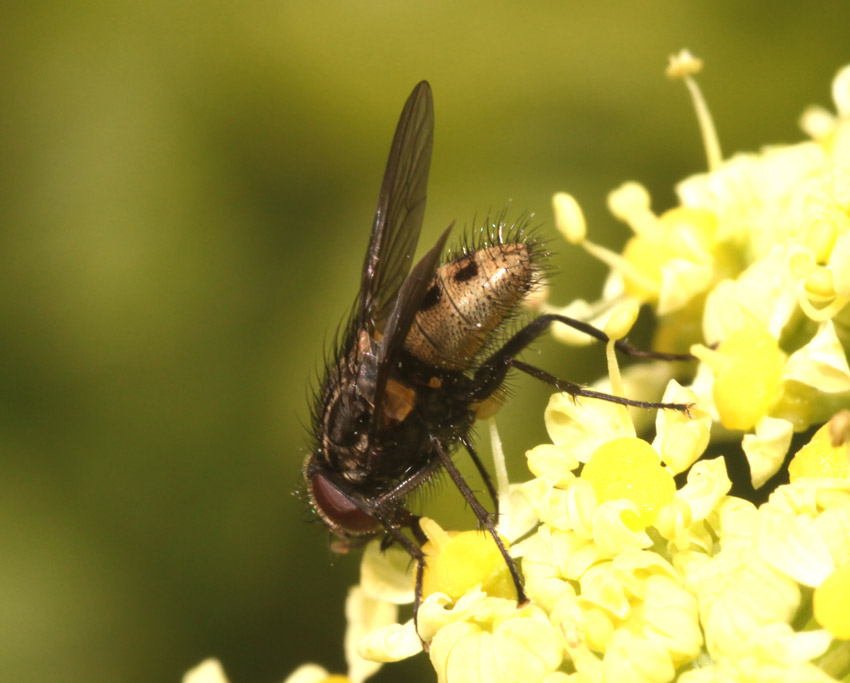 Myospila sp. (Muscidae)
