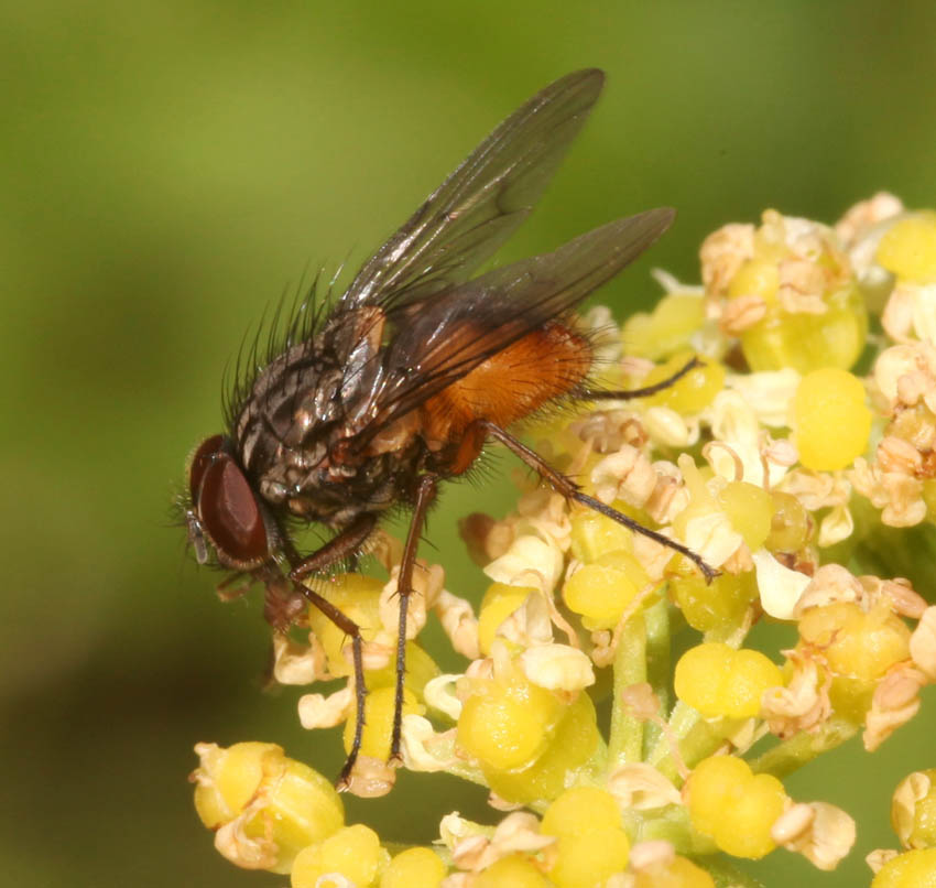 Phaonia subventa