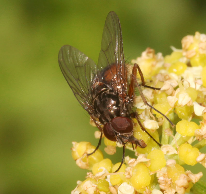 Phaonia subventa