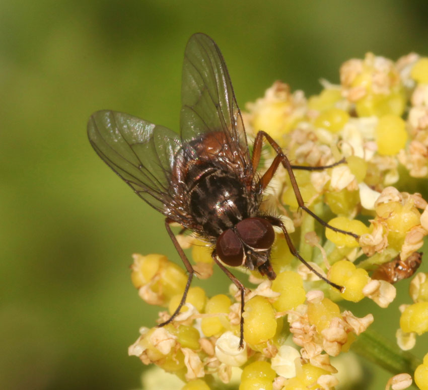 Phaonia subventa