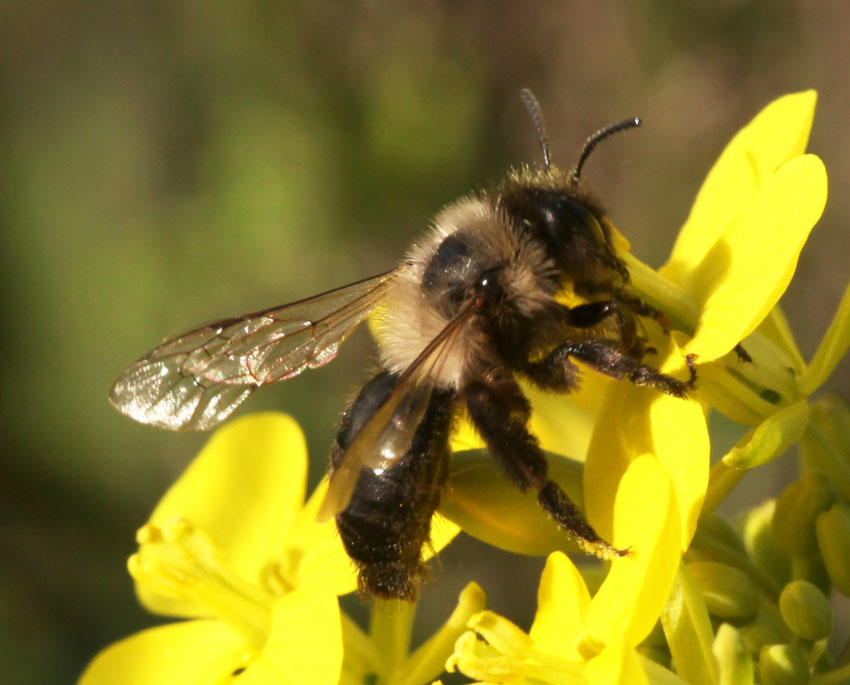 Andrena (Hyperandrena) bicolorata  (Apidae Andreninae)