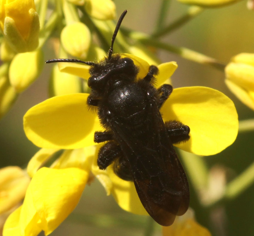 Andrena (Plastandrena) pilipes ♀ (Apidae Andreninae)