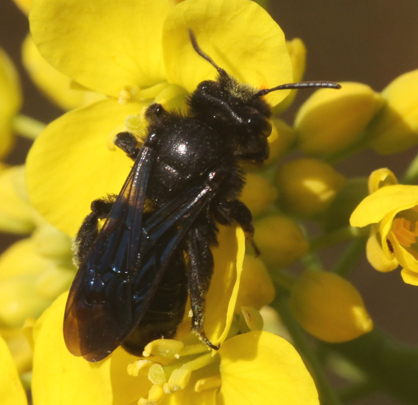 Andrena (Plastandrena) pilipes ♀ (Apidae Andreninae)