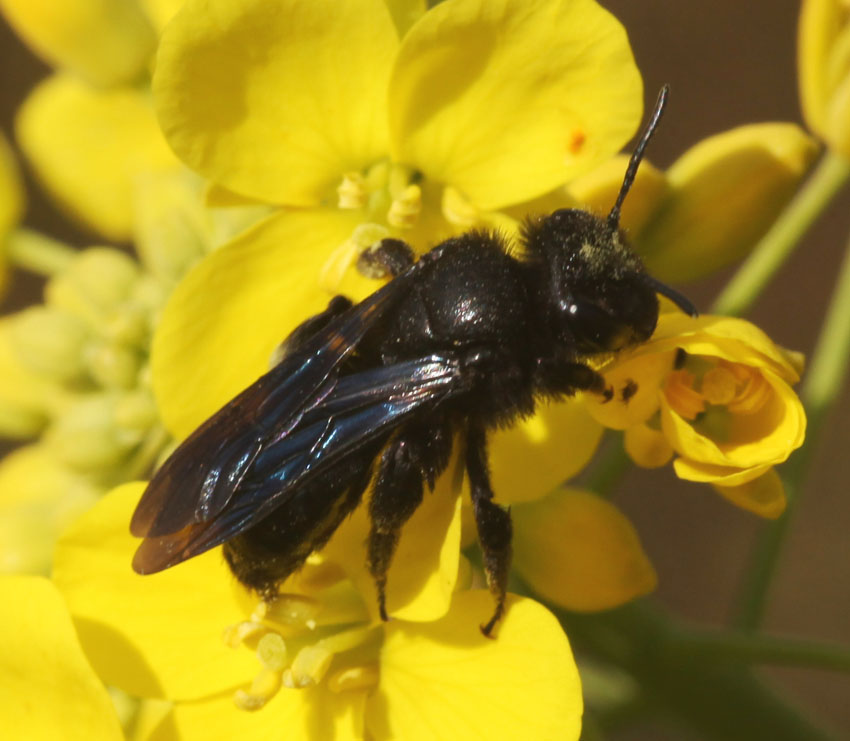 Andrena (Plastandrena) pilipes ♀ (Apidae Andreninae)