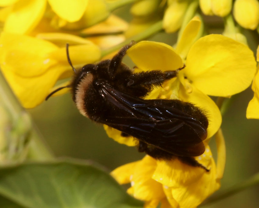 Andrena (Melandrena) morio var. lugubris ♀ (Apidae Andreninae)