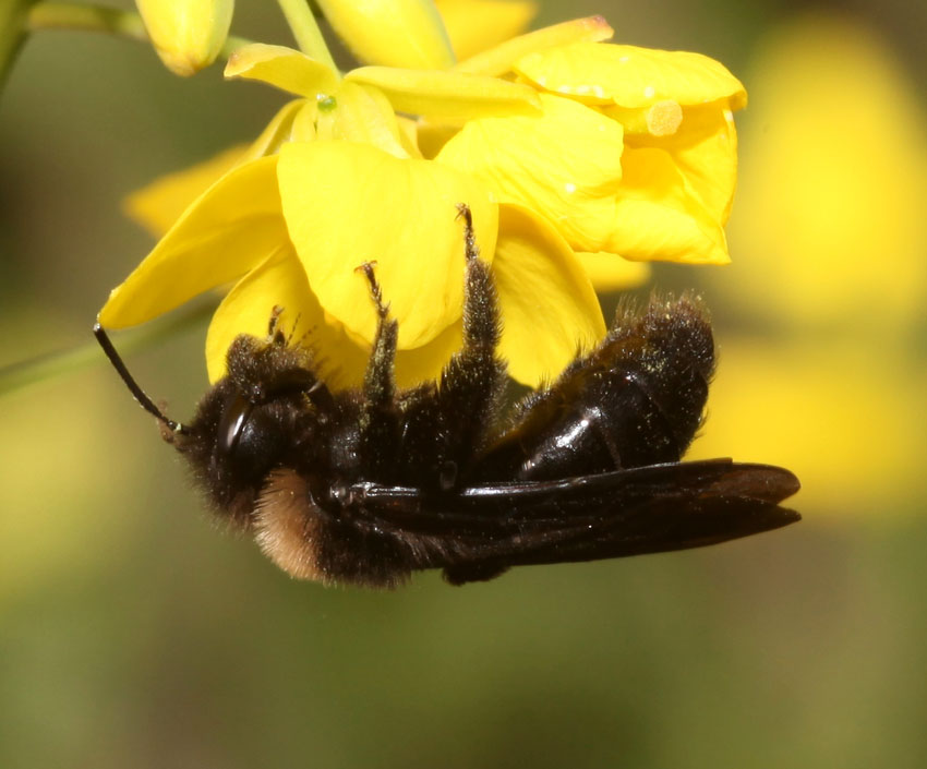 Andrena (Melandrena) morio var. lugubris ♀ (Apidae Andreninae)