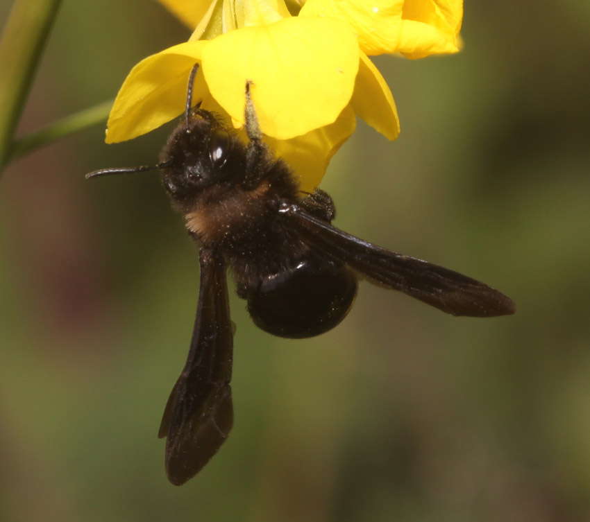 Andrena (Melandrena) morio var. lugubris ♀ (Apidae Andreninae)